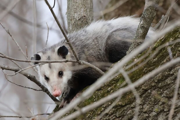 A close up of an opossum climbing on a tree branch in a natural forest setting