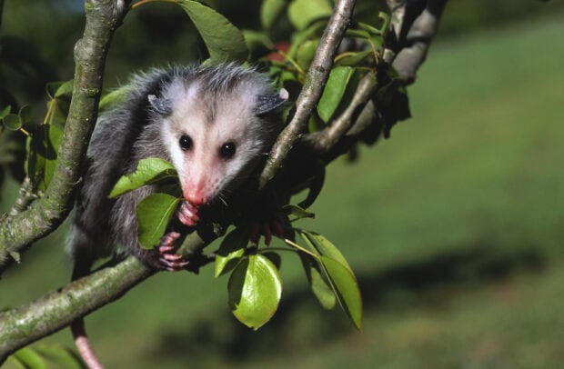 A young opossum clinging to a leafy tree branch in a natural green environment