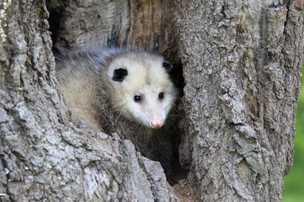 A young opossum peeking out from a hollow tree trunk surrounded by rough bark