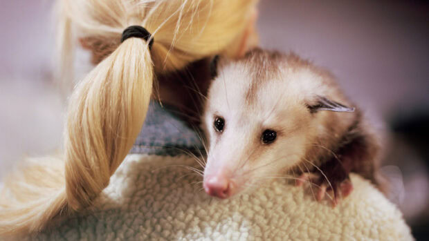 A young opossum resting on a person's shoulder with blonde hair tied back in a ponytail