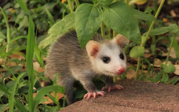 A young opossum exploring under green leaves in a natural outdoor setting