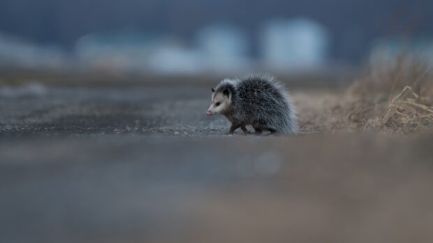 A small opossum walking on a quiet road in the early morning light