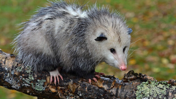 A close up of an opossum perched on a mossy tree branch in the forest