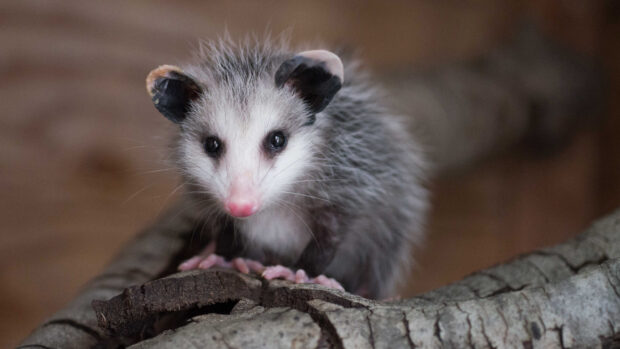 A close up of an opossum sitting on tree bark with detailed fur and bright eyes