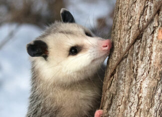 A curious opossum climbing a tree trunk in a natural outdoor setting