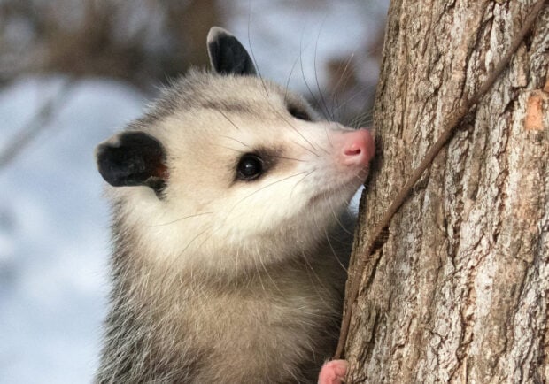 A curious opossum climbing a tree trunk in a natural outdoor setting