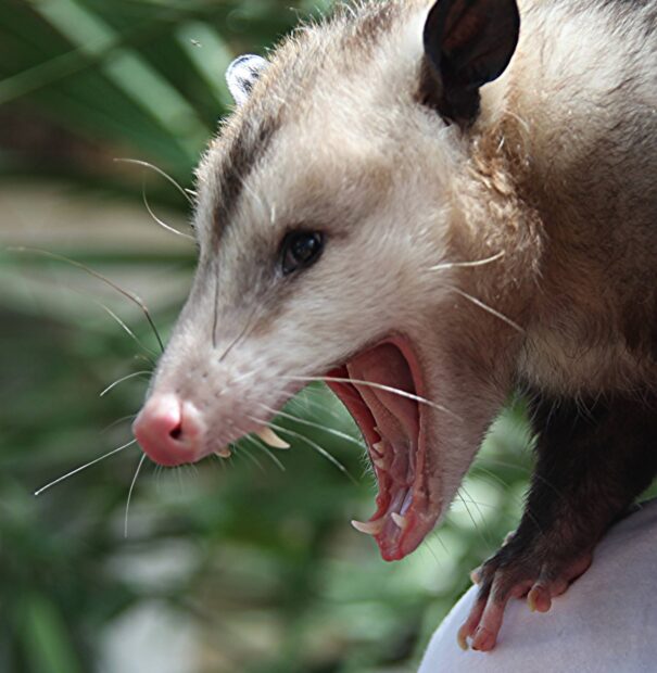 Close up of an opossum showing its open mouth and sharp teeth