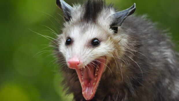 Close up of opossum showing its open mouth and sharp teeth in natural habitat