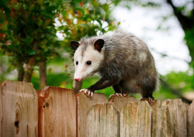 A curious opossum exploring a wooden fence in a natural outdoor setting