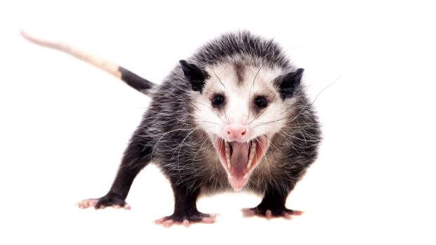 A fierce opossum showing its open mouth and sharp teeth on a white background