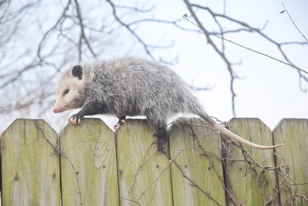 A gray opossum walking carefully on a wooden fence in a natural outdoor setting