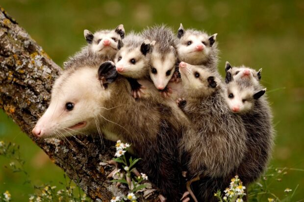 A group of opossum babies clinging to their mother on a tree branch in nature