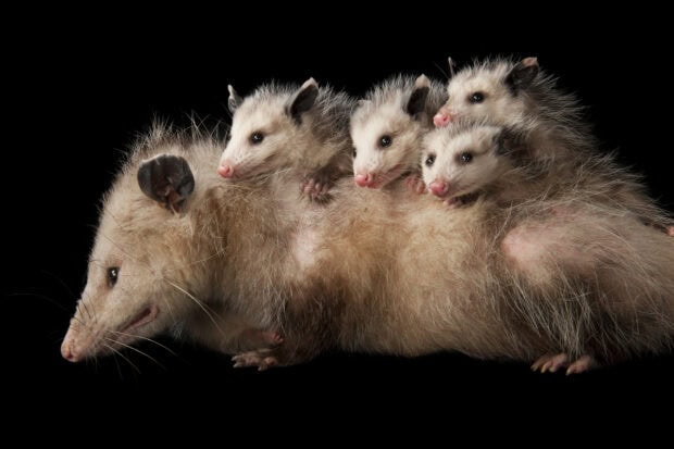 A mother opossum carrying her babies on her back in a natural setting