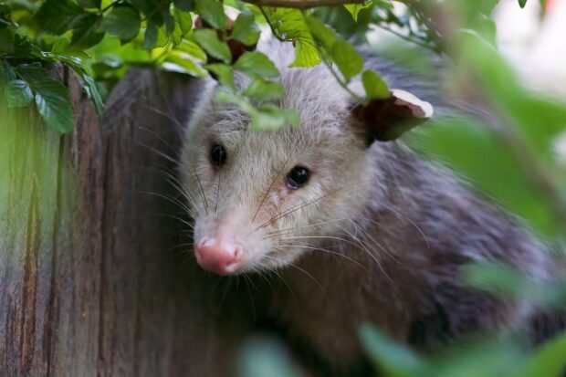 A close up of an opossum peeking through green leaves in a natural setting