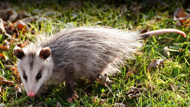 A young opossum exploring the grassy ground in natural sunlight