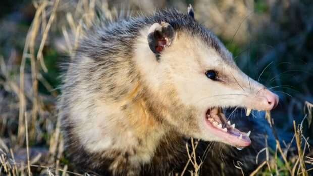 Angry opossum showing teeth in natural outdoor environment