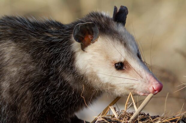 Close up of an opossum in natural habitat with detailed fur and whiskers