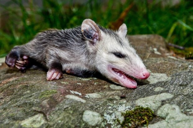 A young opossum resting on a rock in natural surroundings with greenery in the background