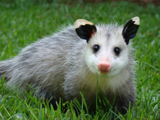 A young opossum standing on green grass in a natural outdoor setting