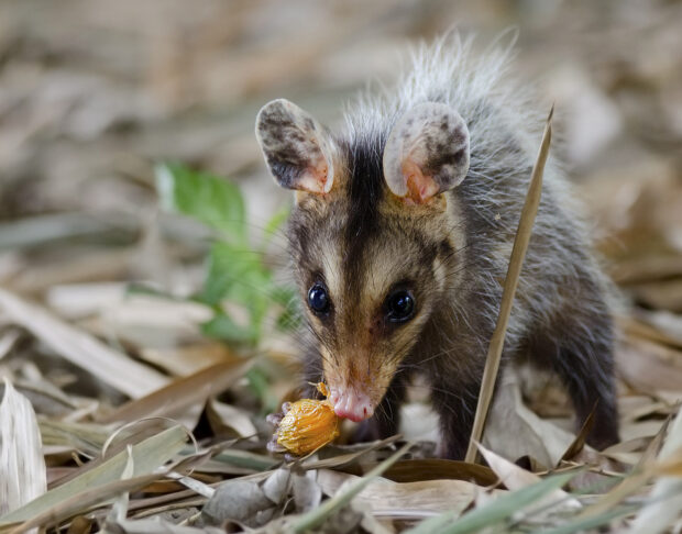 A young opossum eating food in natural forest surroundings