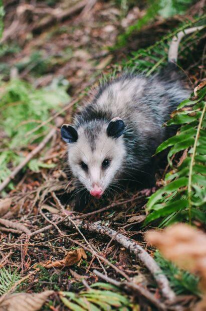 A curious opossum exploring the forest floor among leaves and branches