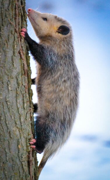A young opossum climbing up the textured tree trunk against a clear blue sky