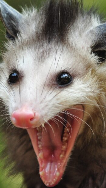 A close up of an opossum showing its open mouth and detailed facial features