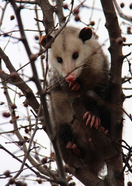A close up of an opossum clinging to tree branches in natural habitat
