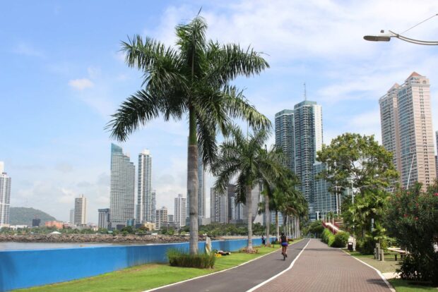 Palm trees lining the waterfront path in Panama City with modern high rise buildings in the background