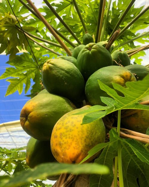 Close up of papaya fruit growing on the tree with vibrant green leaves