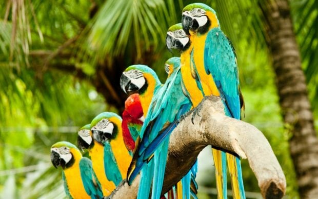 A group of colorful parrot perched on a tree branch in a lush green environment