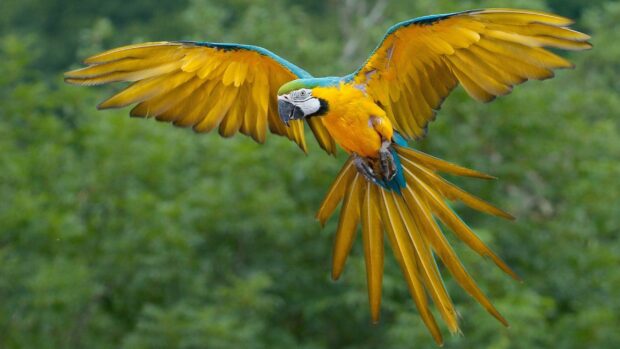 A colorful parrot flying with its wings fully spread in a natural green environment