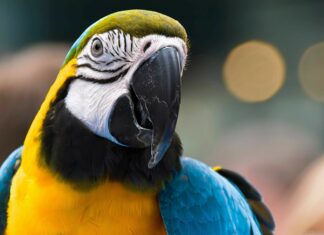 Close up of colorful parrot showing detailed feathers and unique beak structure
