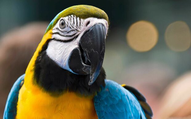Close up of colorful parrot showing detailed feathers and unique beak structure