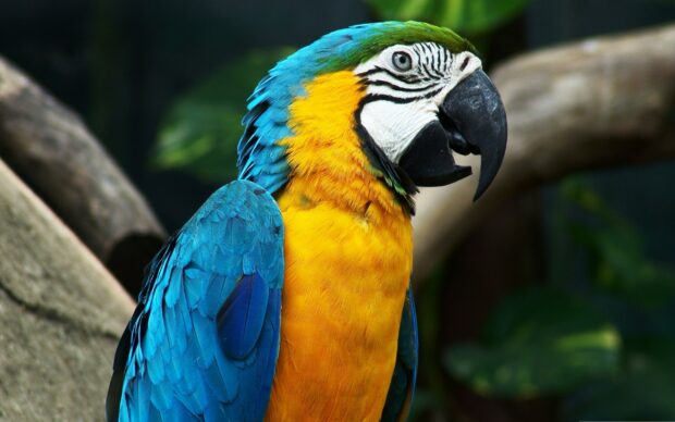 Blue and yellow parrot perched showing vibrant feathers and sharp beak in natural setting