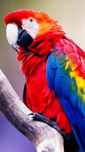 A vibrant parrot perched on a branch showing colorful feathers and detailed claws