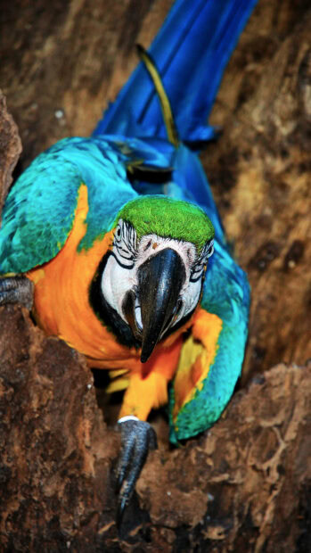 A vibrant parrot perched on tree bark showing its colorful feathers and sharp beak