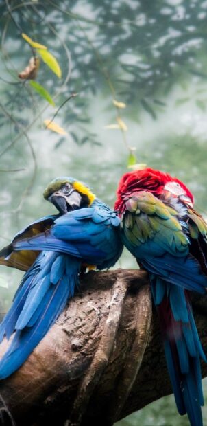 Two colorful parrots resting on a tree branch in a natural forest environment