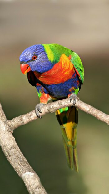 A colorful parrot perched on a branch displaying vivid blue green and orange feathers