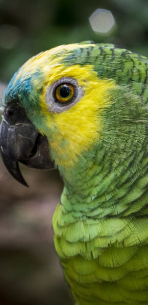 Close up of a colorful parrot with green and yellow feathers and a sharp black beak