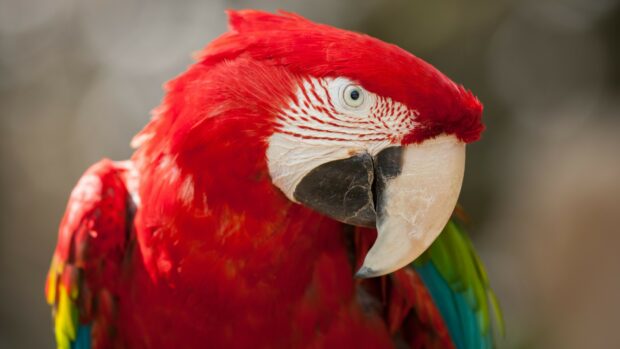 Close up of a colorful parrot showing its vibrant feathers and beak