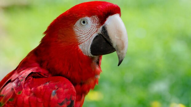 Close up of a scarlet macaw parrot with vibrant red feathers and a large beak on a green blurred background