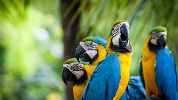Four colorful parrot perched closely showing vibrant blue and yellow feathers