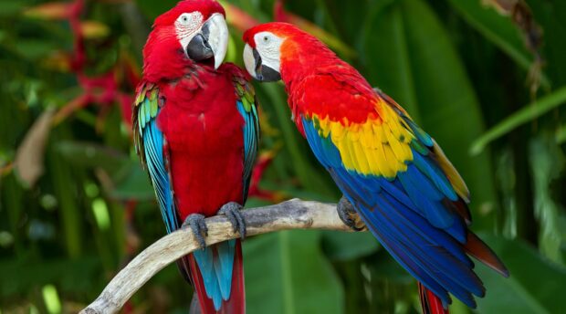 Two colorful parrot perched on a branch in a lush green forest