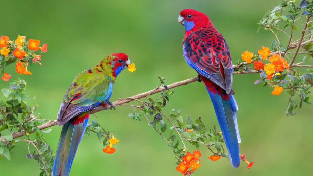 Two colorful parrots perched on a branch surrounded by orange flowers