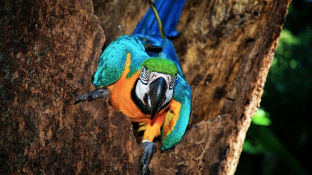 A colorful parrot perched inside a hollow tree trunk showing vibrant feathers