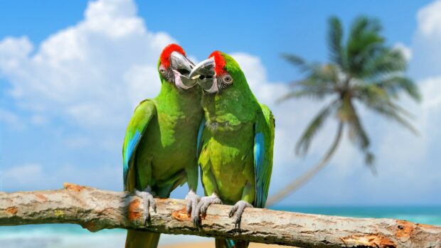 Two green parrots with red heads interacting on a branch by the beach under a blue sky
