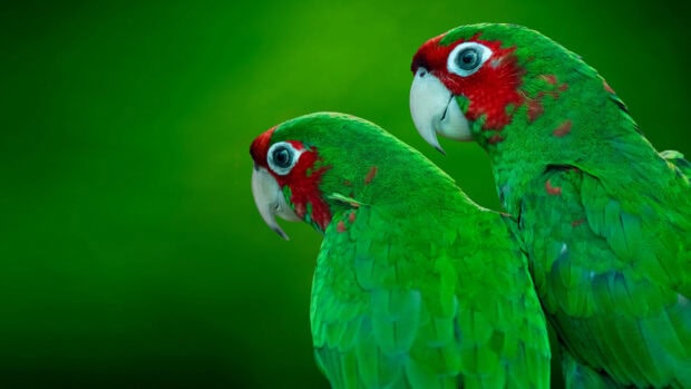 Two green parrots with red markings on their heads close together on a green background