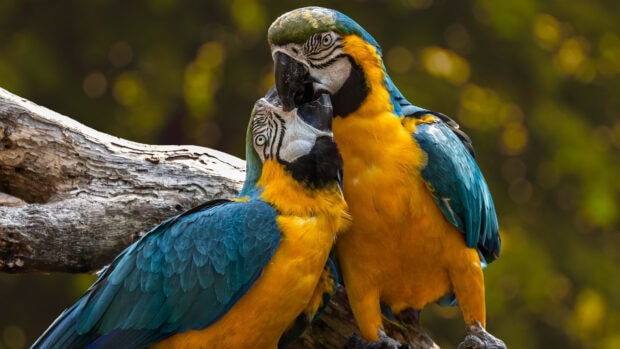 Two vibrant parrots showing affection on a tree branch in natural habitat