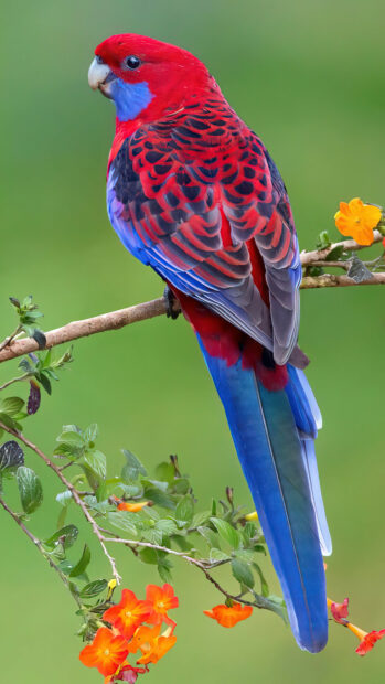 A crimson and blue parrot perched on a branch with vibrant flowers in the background